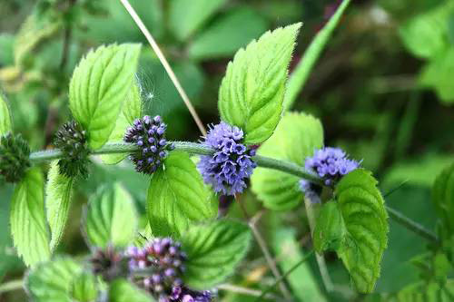 薄荷屬，你了解多少？