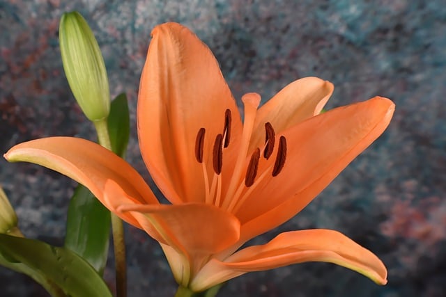 植物中的香料成分分析 植物中的香料成分分析