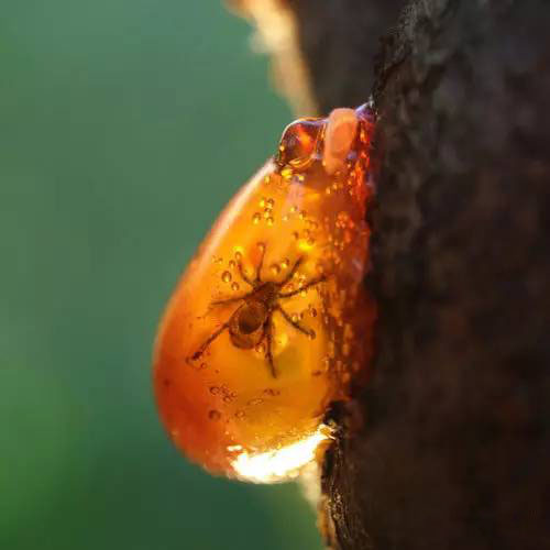 琥珀——凝結(jié)的陽(yáng)光