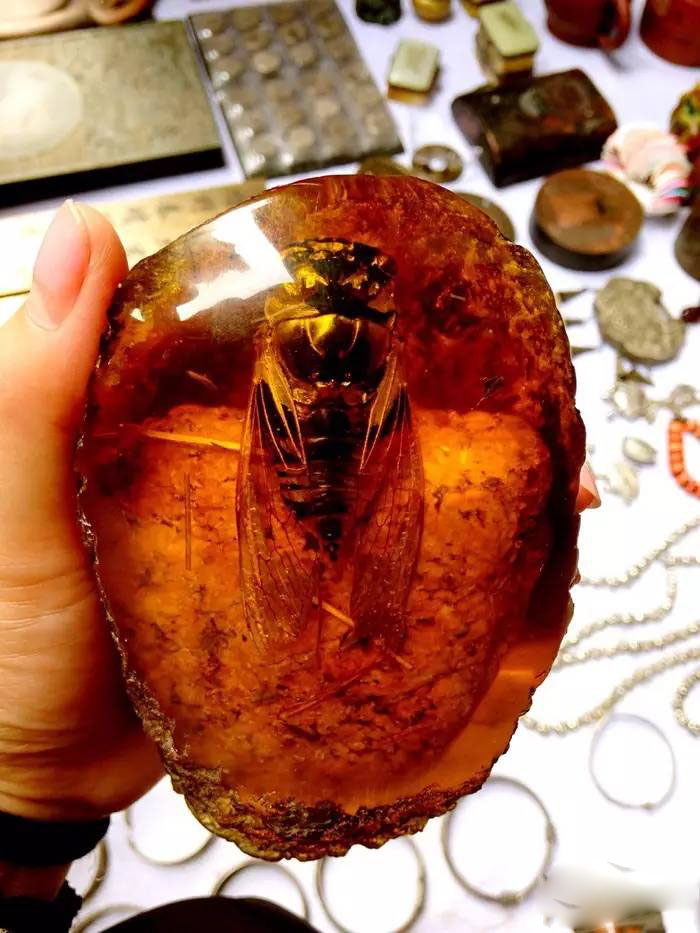 琥珀——凝結(jié)的陽(yáng)光