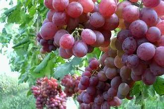 調(diào)香中常見水果的香料成分 調(diào)香中常見水果的香料成分