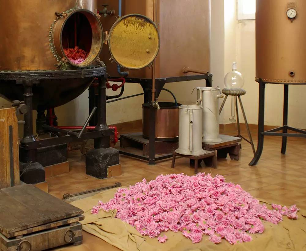 一瓶香水里究竟用了多少朵玫瑰？