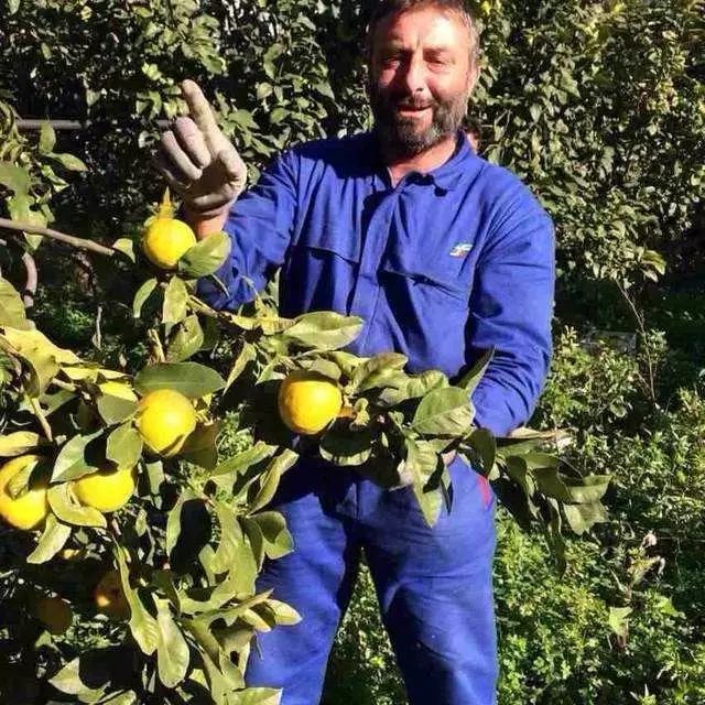 陽光中的“佛手柑”，在拿破侖時(shí)期風(fēng)靡“全城”