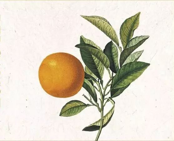 陽光中的“佛手柑”，在拿破侖時(shí)期風(fēng)靡“全城”
