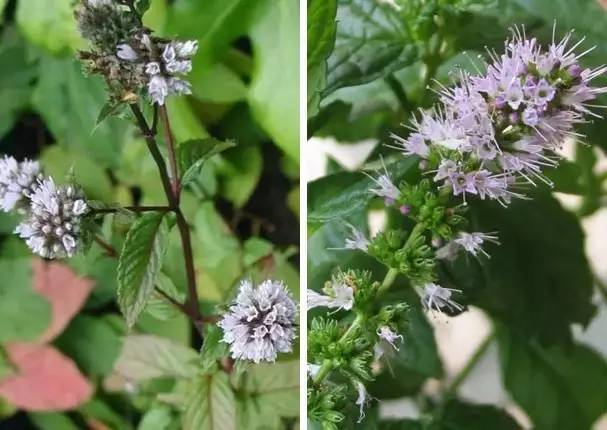 大熱天的，正是聊薄荷的時(shí)候