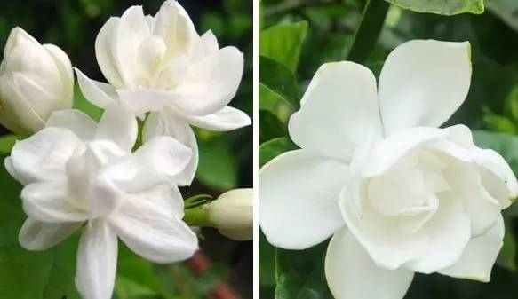 你與酷夏當(dāng)中隔了一瓶香水 你與酷夏當(dāng)中隔了一瓶香水