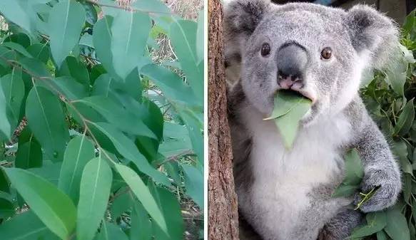 你與酷夏當(dāng)中隔了一瓶香水 你與酷夏當(dāng)中隔了一瓶香水