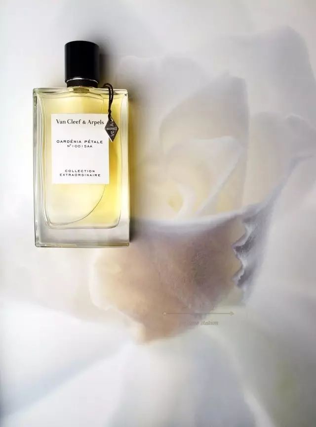 梔子花|4月過半，純白季即將來襲，請你穿上“梔子花”入夢！