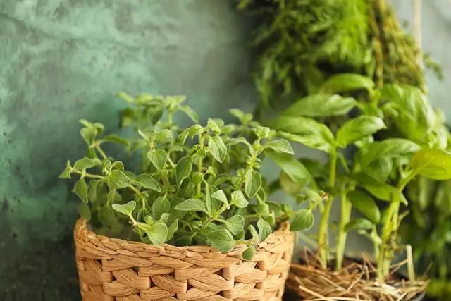 室內(nèi)種植這幾種植物，讓你的房間充滿芳香，凈化空氣，芬芳室內(nèi)