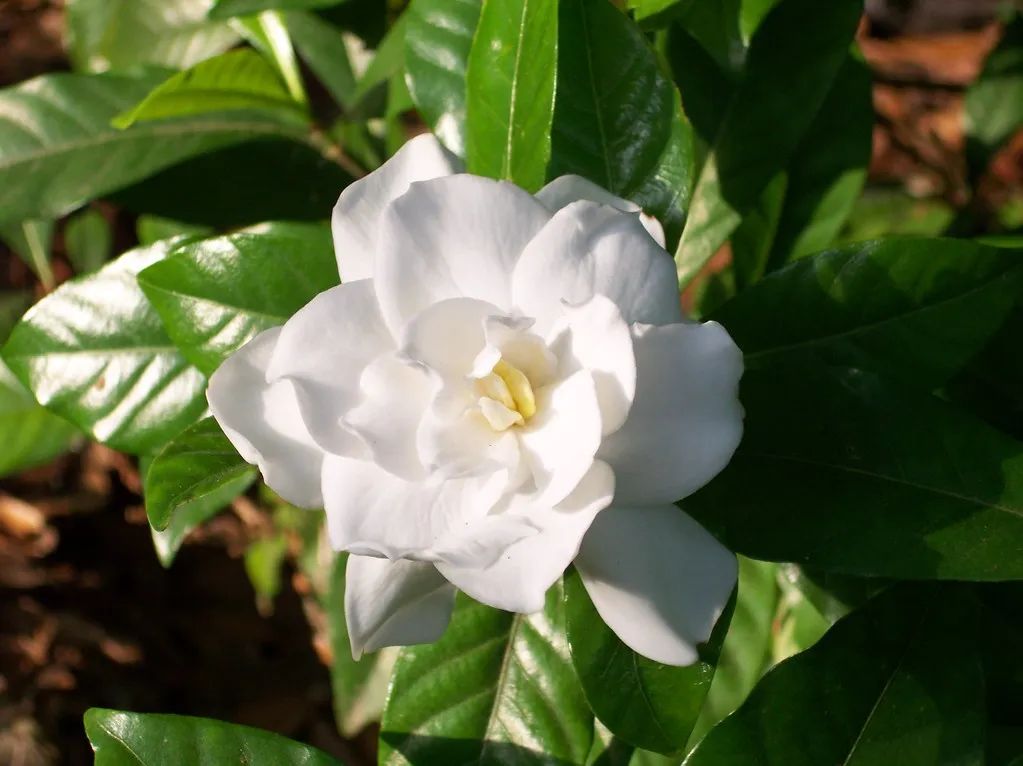 忘不了記憶中梔子花的香 忘不了記憶中梔子花的香