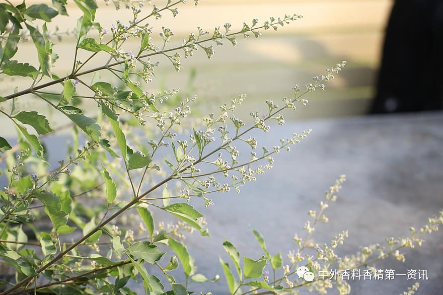 香氣與色彩的關系 香氣與色彩的關系