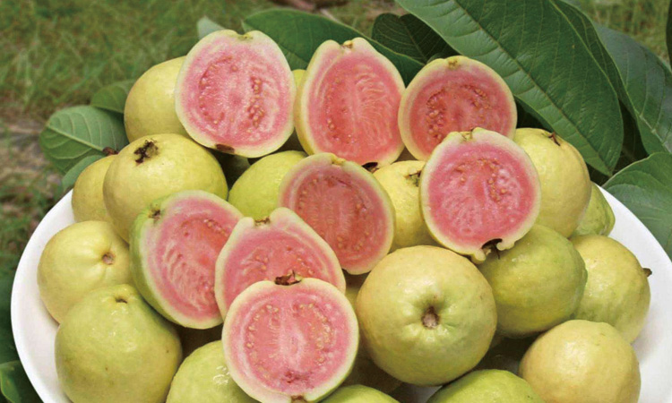 常見的香氛香型都有哪些 常見的香氛香型都有哪些