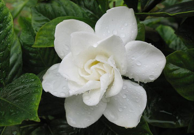 摘一朵梔子花，追憶已逝的“青春”年華