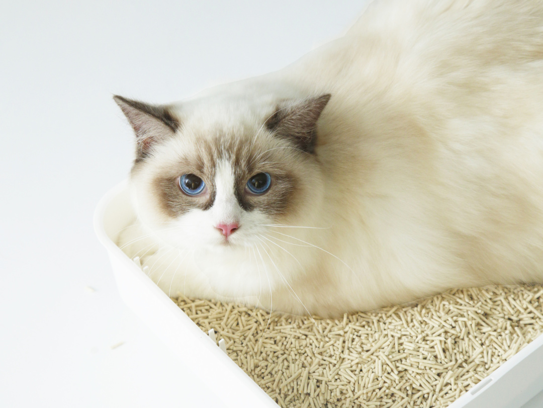 關(guān)乎貓咪排泄健康！一款好貓砂該怎么選？